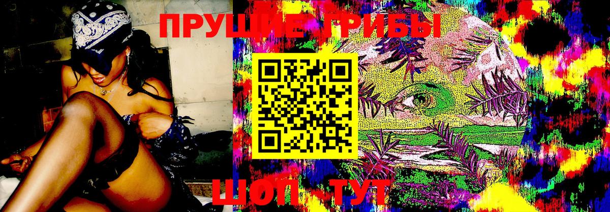 Галлюциногенные грибы Psilocybe Рославль